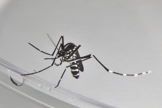 “To fight the tiger mosquito, the right gestures are essential” – Medialot