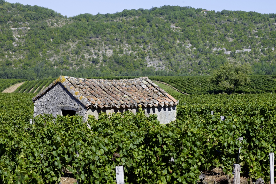 Prayssac : L’histoire Passionnante Du Vignoble De Cahors Avec Plantes ...