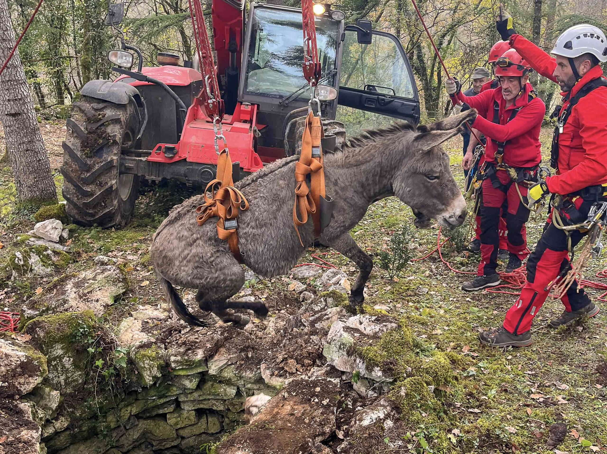 Berganty : Les pompiers du Lot ont sauvé un âne qui était tombé dans un puit